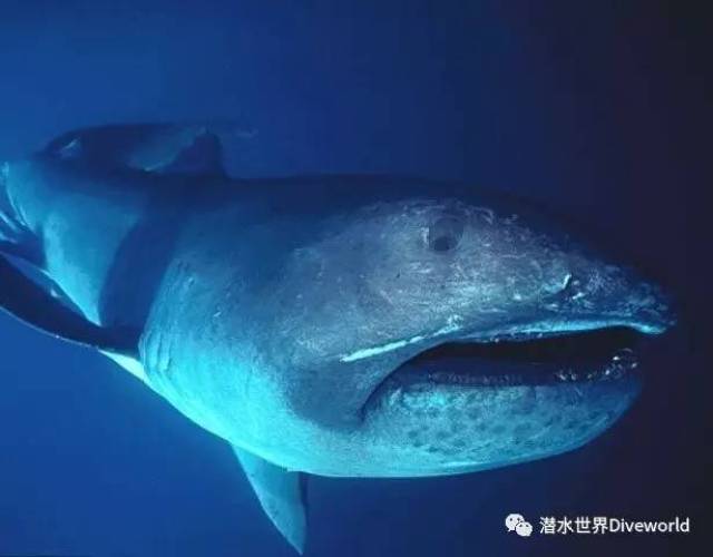 巨口鲨科(学名:megachasmidae)是鼠鲨目的一科,其下只有一种巨口鲨