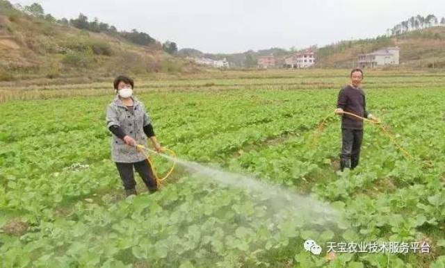 菜地,如何选择合适你的除草剂!