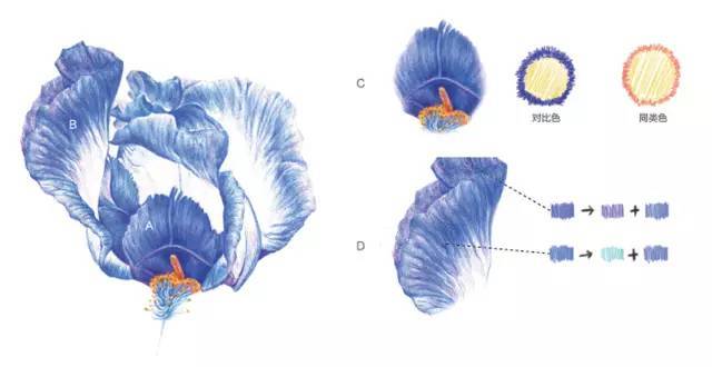 鸢尾花彩铅画法步骤图 | 彩铅