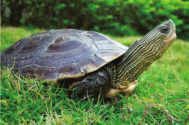 中华花龟 又名台湾草龟,珍珠龟 属于中等大小的龟类 易饲养,价格适中