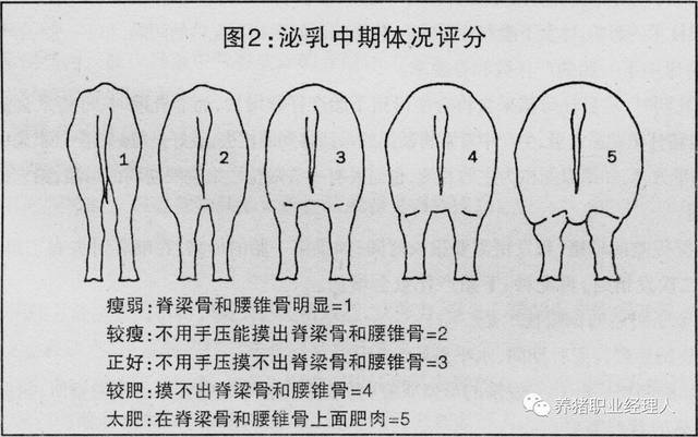 必修课|断奶母猪的体况评分与饲喂技术