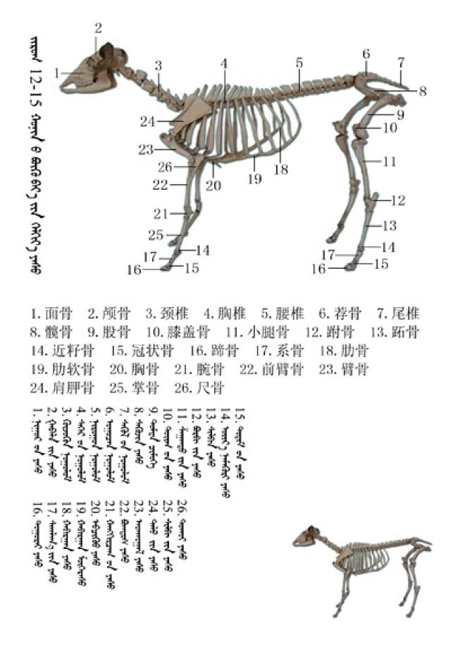 史上最全绵羊骨骼名称图解,蒙古文 汉文对照 收藏