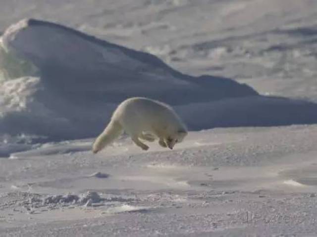 一只北极狐妈妈捕食北极小海雀的视频: (北极大海雀已经灭绝了)