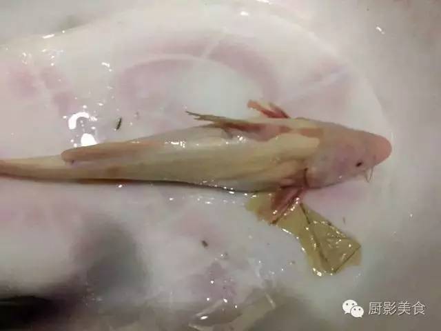 长江白鮰鱼