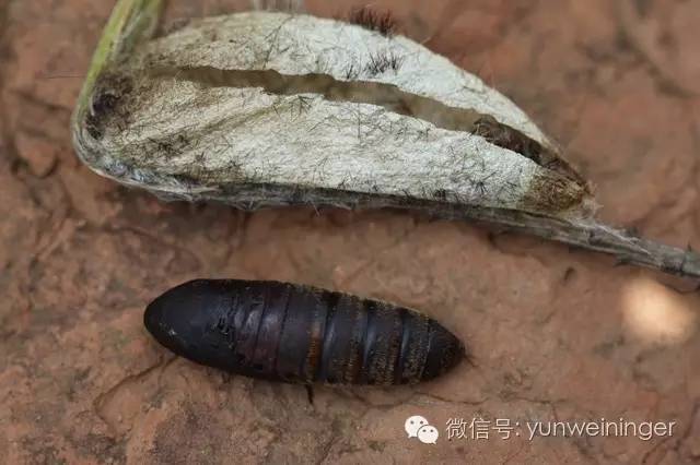 你是否有胆量来宁洱尝试一下"摇头虫"?