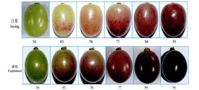 葡萄转色的秘密