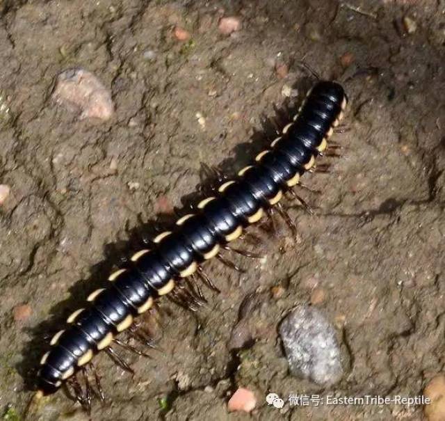 【东邪图鉴"移动的珠宝 常见千足虫/马陆(millipede)完全