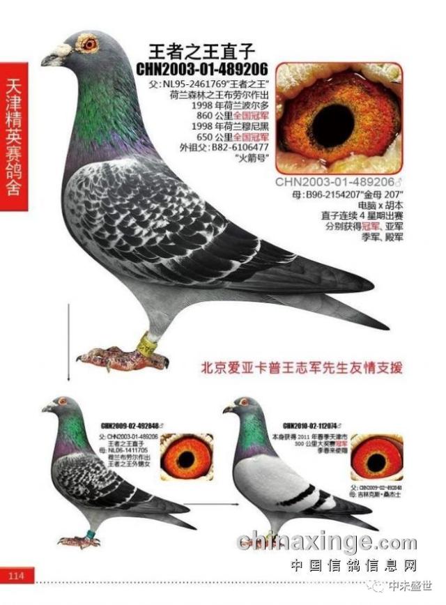 天津精英赛鸽舍有代表性的部分珍贵种鸽图,此图片已经收录在2013年度
