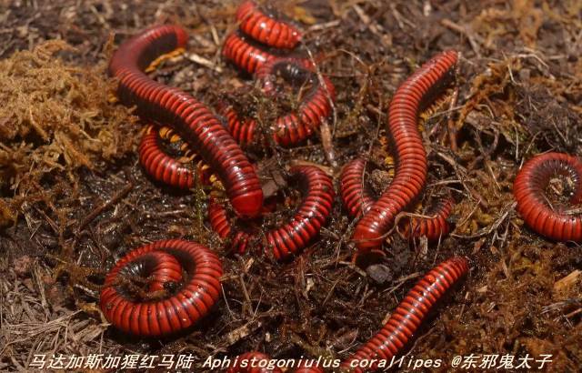 【东邪图鉴】"移动的珠宝" ··· 常见千足虫/马陆(millipede)完全