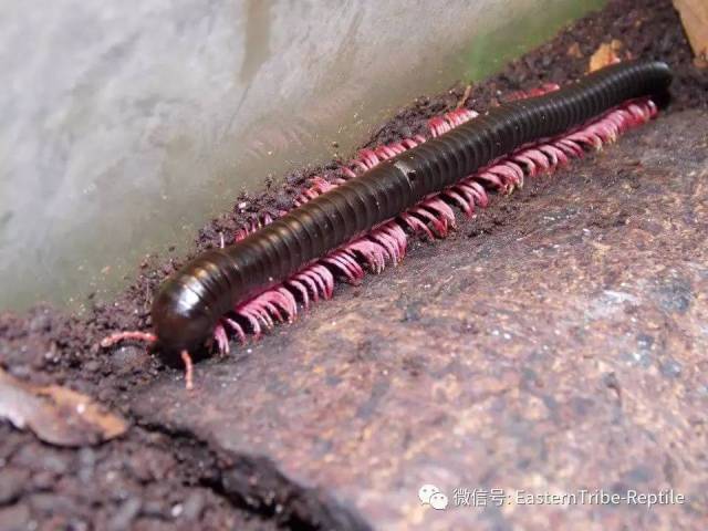 【东邪图鉴】"移动的珠宝" ··· 常见千足虫/马陆(millipede)完全