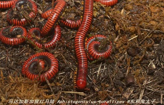 【东邪图鉴】"移动的珠宝" ··· 常见千足虫/马陆(millipede)完全