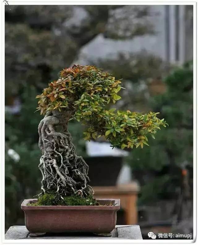 漫山遍野荆条树,也可以做成好盆景