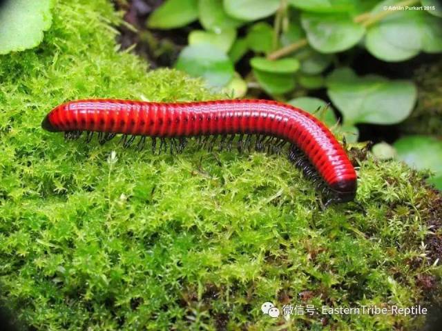 【东邪图鉴】"移动的珠宝" ··· 常见千足虫/马陆(millipede)完全