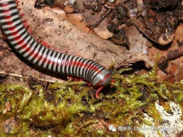 【东邪图鉴"移动的珠宝 常见千足虫/马陆(millipede)完全