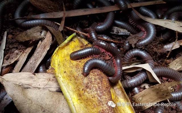 【东邪图鉴"移动的珠宝 常见千足虫/马陆(millipede)完全