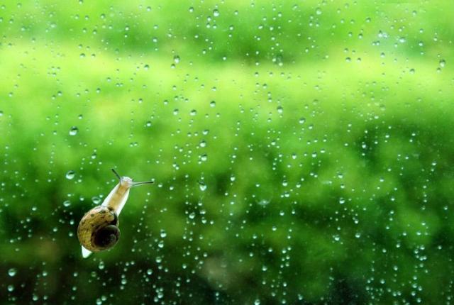 原创|让泪化为一场相思雨