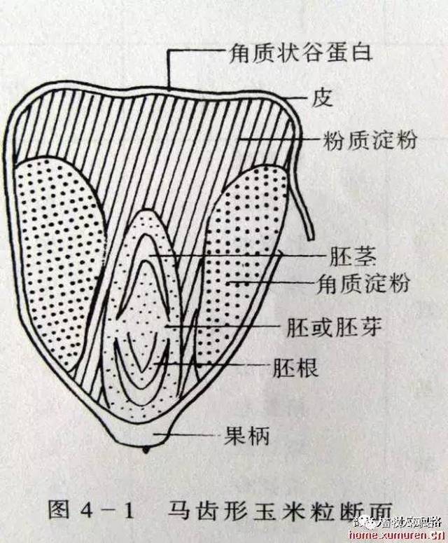 玉米感官图解