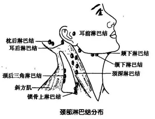 脖子才是身体最致命的部位!