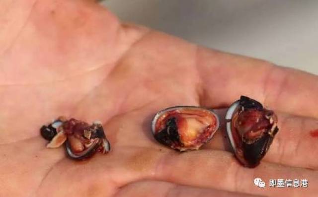 在即墨丁字湾海域滩涂上生长着一种特有的物产——紫彩血蛤,每年6月到