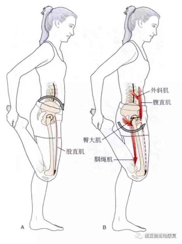 在这个动作过程中被拉伸的股直肌张力会增加,从而拉动近端附着处髂前