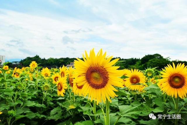 最后总结下: 地址:三黄铺马桥村 向日葵花海位置:常宁往罗桥方向,瑶