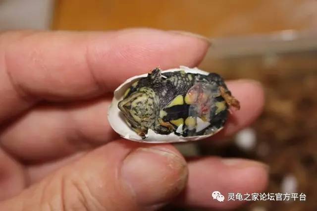 龟卵孵化过程中,一些关于龟蛋的认识