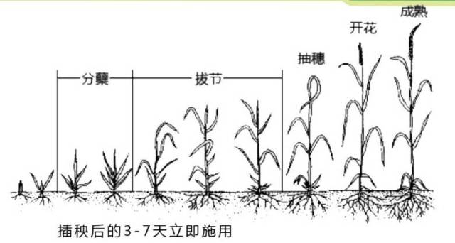 水稻为啥不分蘖?到底应该怎么管?