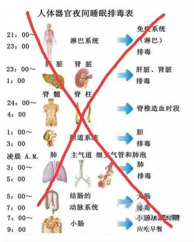 【辟谣】人体排毒时间表? 丰都人,你还在信吗?来看看健康作息时间表