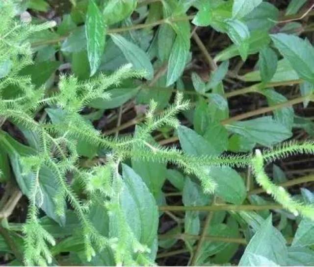 【又名】英雄草(《广西植物名录》)铺筋草,抽筋草 【来源】为玄参科