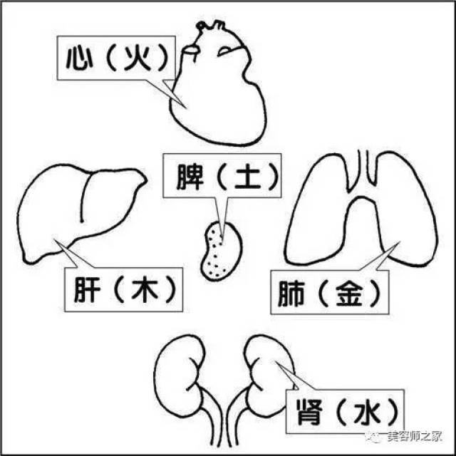 养生 中医解说心与小肠的关系