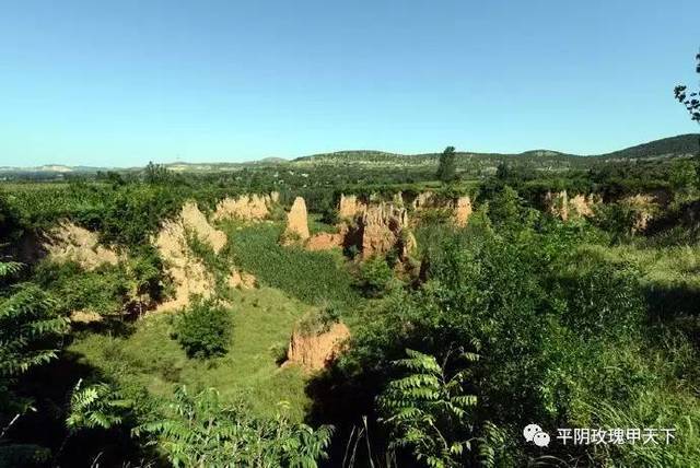 甲天下的玫瑰盛开在玉带河的两岸,翠屏山的周边,南台村就是平阴玫瑰