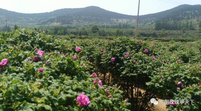 《中国原产递》:富硒玫瑰花冠茶 平阴县玫瑰镇南台村富硒玫瑰花种植