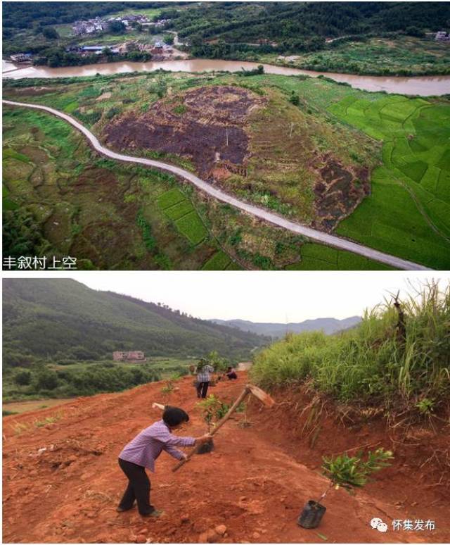 【精准扶贫】洽水镇丰叙村夏威夷果示范种植基地落成