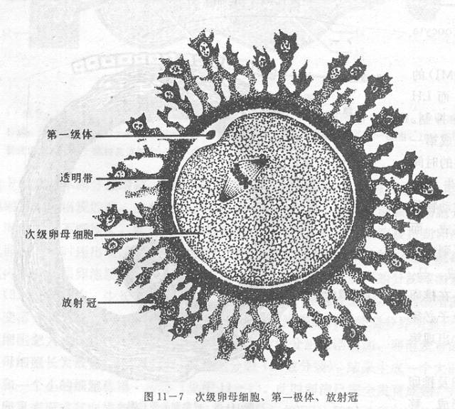 破裂,将卵细胞及其周围的卵丘细胞(含放射冠与透明带)一起排入腹腔内