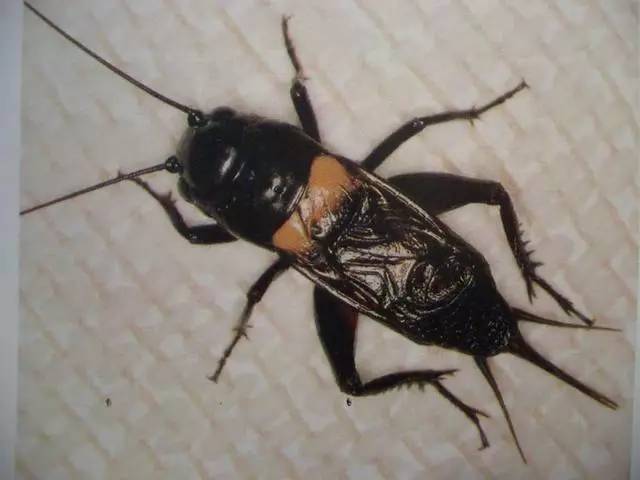 由于其雄虫前翅基部各具一块圆形黄斑,因而获得"双斑蟋蟀"的名称.