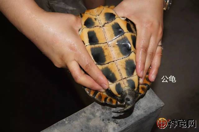 (2)用手按压龟的四肢,公龟的泄殖腔会露出生殖器官,母龟不会露出生殖
