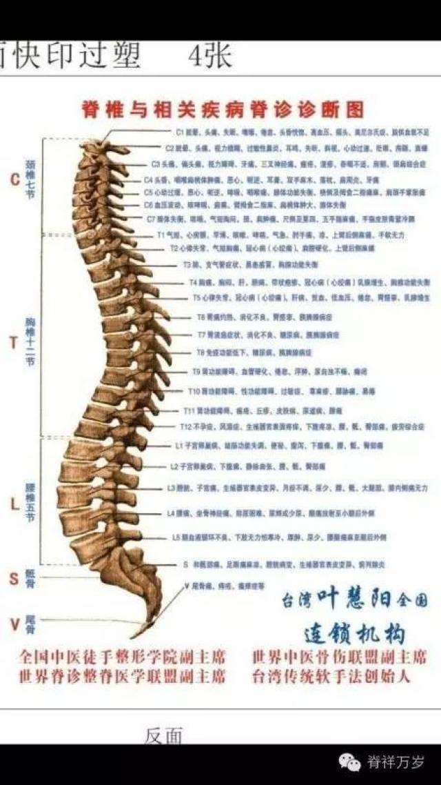 从侧面看,脊柱有四个主要弯曲,这提供给身体以灵活和稳定;从背面看