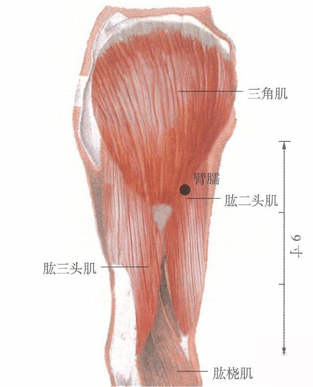 肩周炎,颈椎病,上臂疼痛就按它,听说还能减肥哦