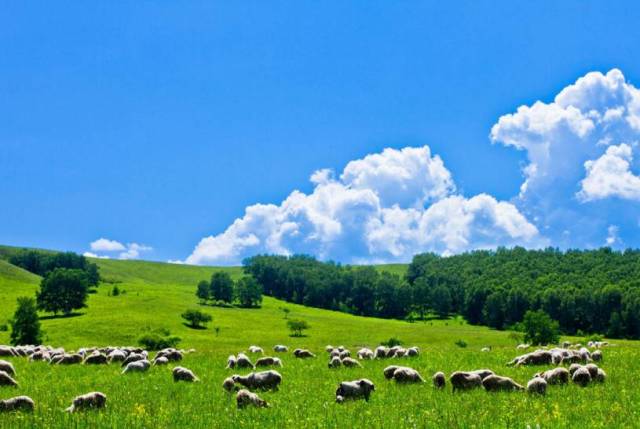 【万达旅游】——◆遇见草原,这个暑期带孩子去看蓝天白云,一望无尽的