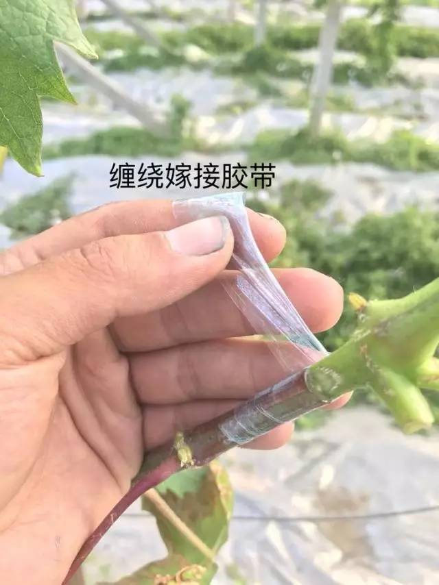 葡萄绿枝嫁接高清图解!