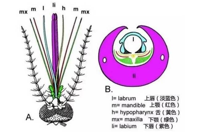 蚊子:别跟我谈血型,我喜欢的是你的味道!