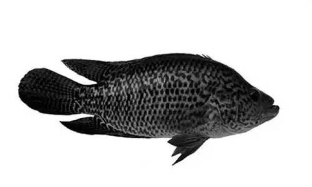 黑石斑是一种名贵的海水养殖鱼类,具有生长快,抗逆能力强,出肉率高