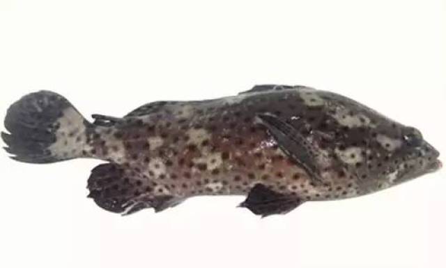 苏鼠斑 黑驳石斑鱼又名珊瑚石斑鱼,俗称苏鼠斑,黑虎麻,分布于西