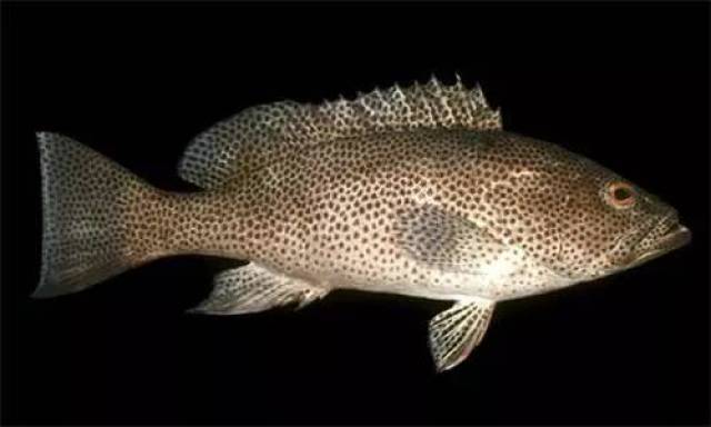 黑驳石斑鱼又名珊瑚石斑鱼,俗称苏鼠斑,黑虎麻,分布于西太平洋区,包括