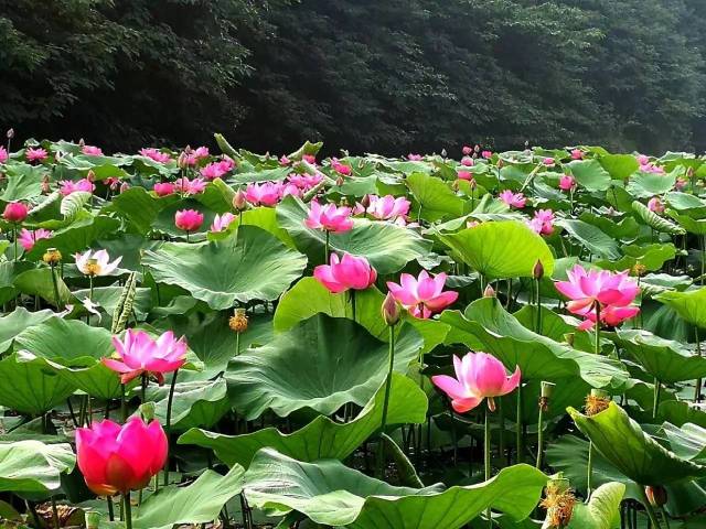 风景大好,在仙女湖附近有一个叫妈妈涧的地方,这里的荷花已经悄悄地