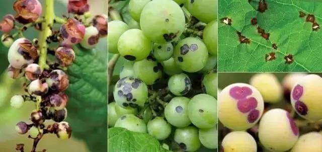18种葡萄常见病害图谱及防治措施!