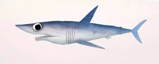 鼠鲨(lamna nasus,远洋大型鲨鱼,iucn易危.