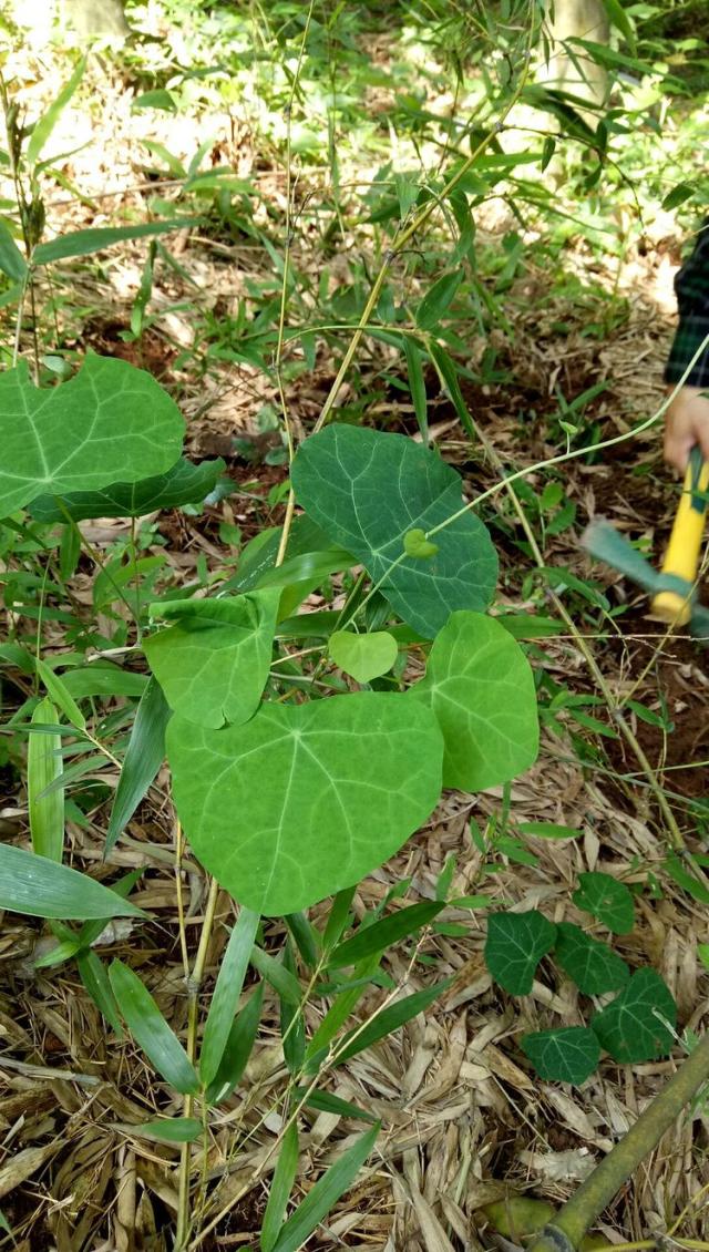 八角枫,八角枫科,八角枫属,根入药,有毒,功效祛风除湿,舒筋活络,散瘀