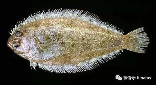 shoal flounder