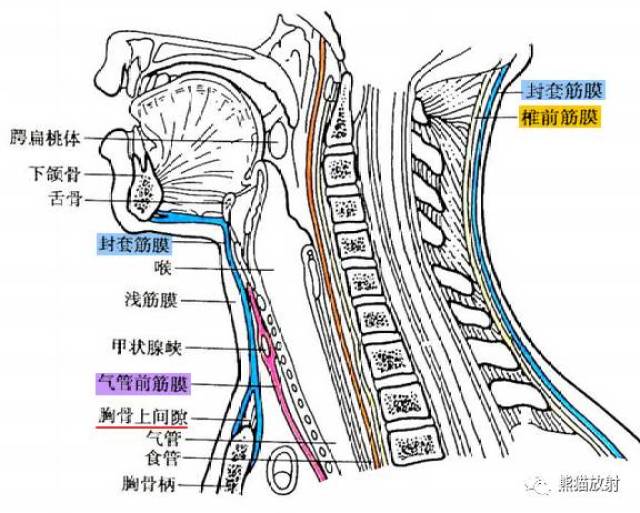 (4)椎前间隙:位于脊柱颈部和椎前筋膜之间.